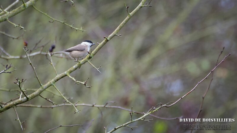 Mésange nonnette (Poecile palustris)
