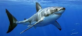 great white shark