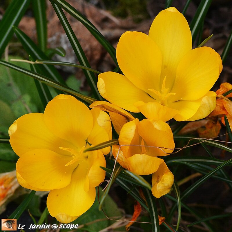 Crocus-jaunes