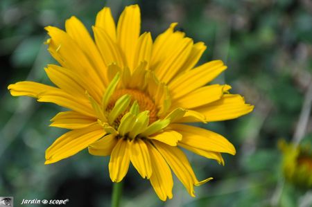 Heliopsis-helianthoides