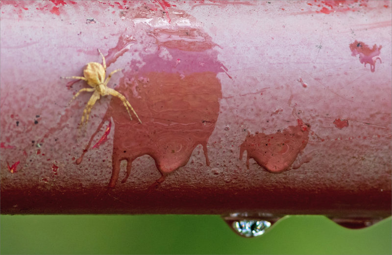 Pluie araignée gouttes 1 290621