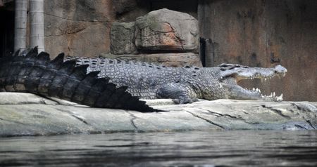 Crocodile__