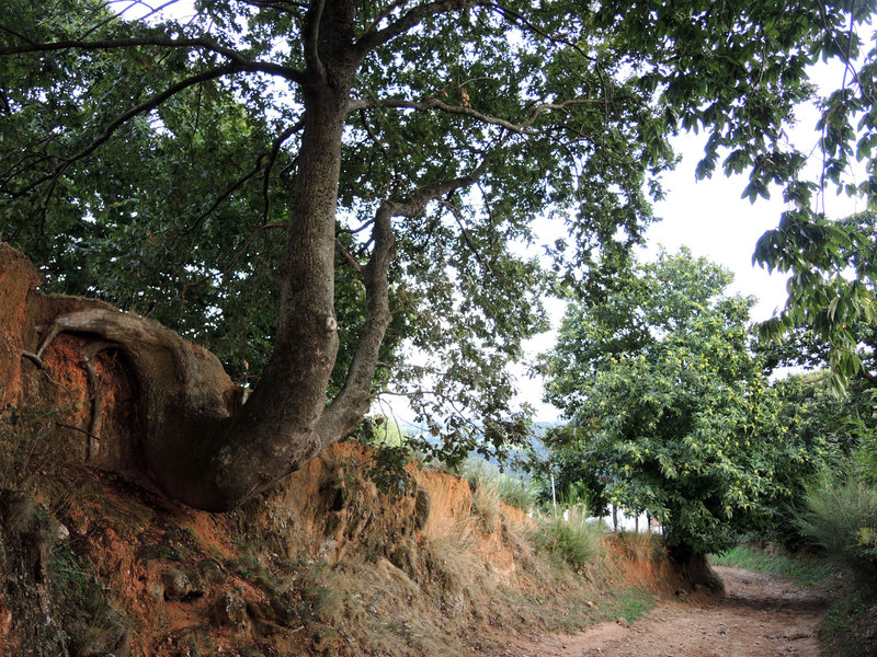 Mendionde, en route pour le mont Ursuya, arbre