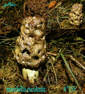 morchella_esculenta_n__155