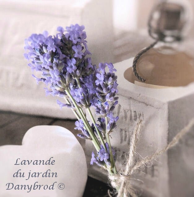 lavande du jardin