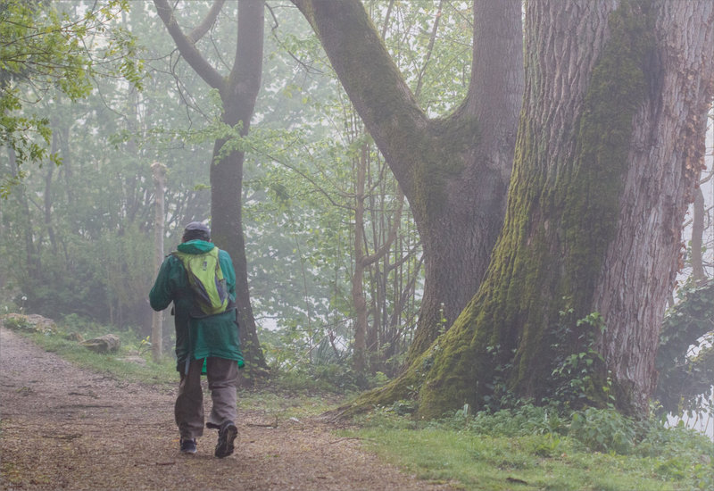 Brouillard marcheur arbres 090422