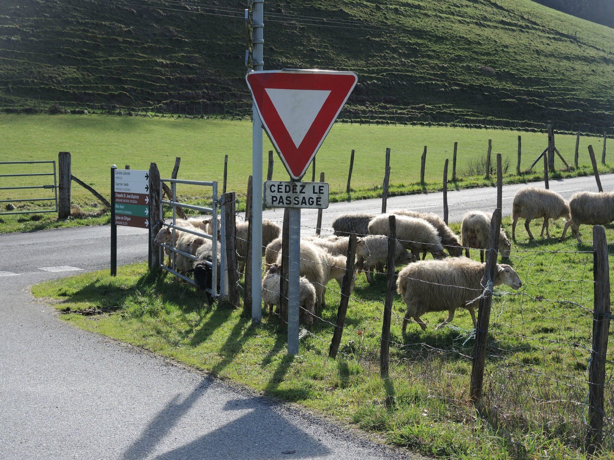 Camou, brebis panneau (64)