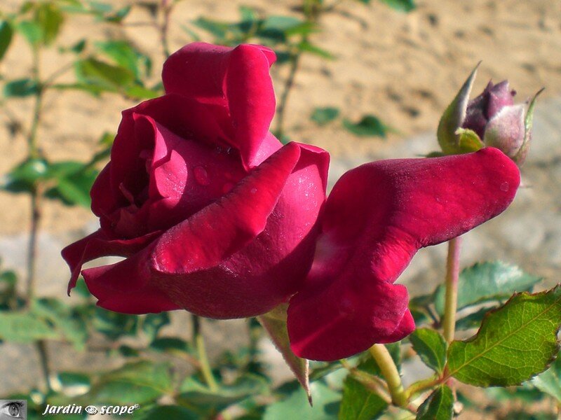 Rosier 