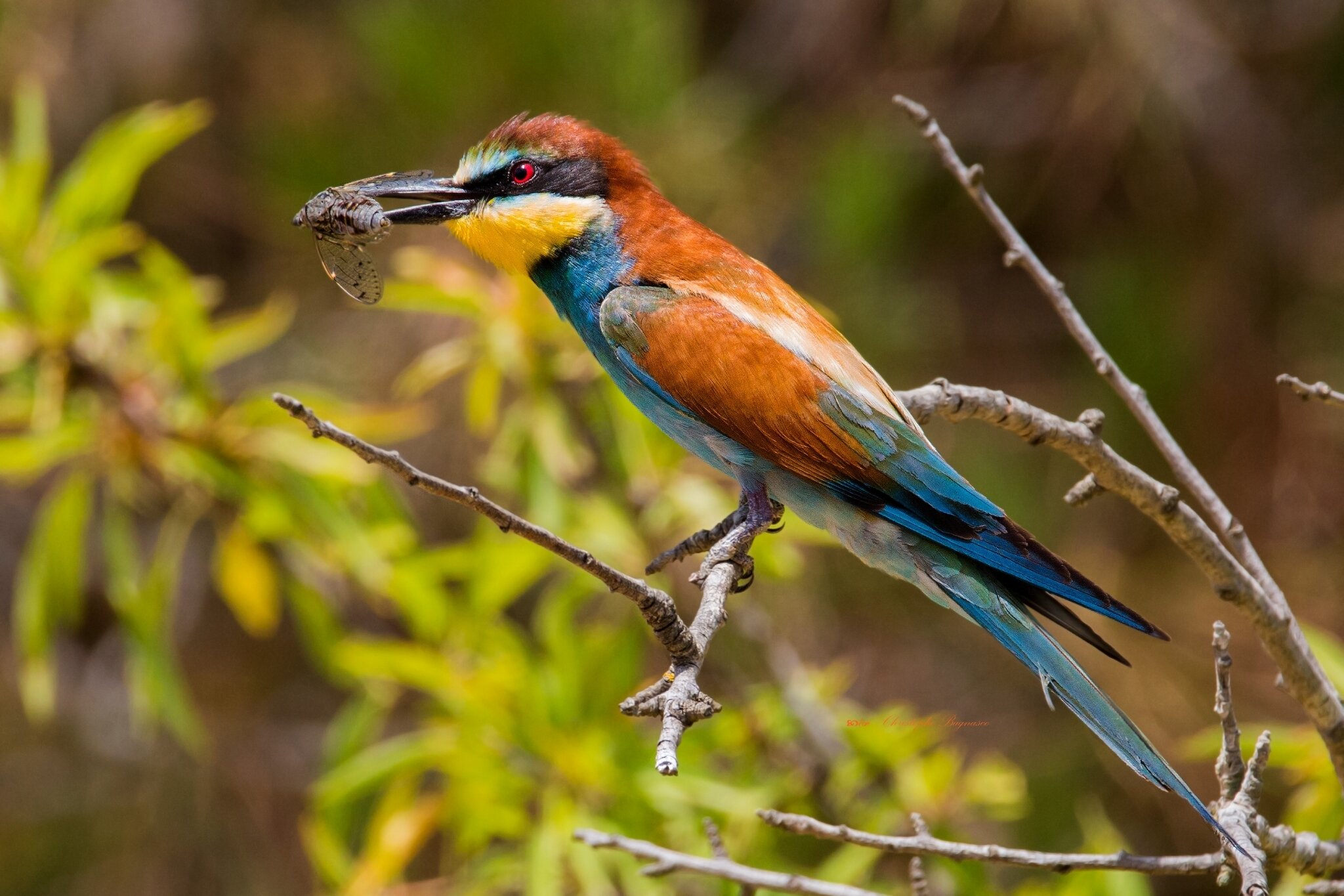 Nature couleurs