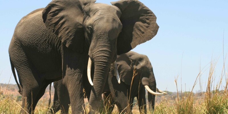 En Kenia, Google y tecnología intentan rescatar a los elefantes