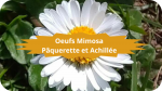 14 PAQUERETTE(3)Oeufs mimosa paquerettes et Achillée-modified