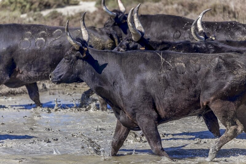 Camargue - avril 2015 - 007.jpg