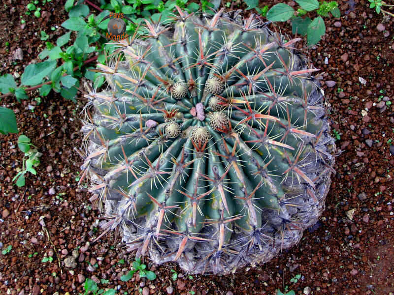 Plantation cactus