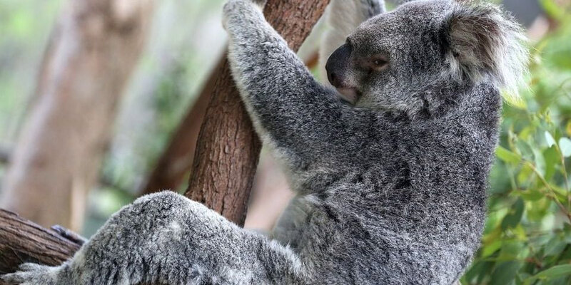 des centaines de koalas