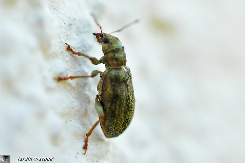 Charançon • Pachyrhinus lethierryi