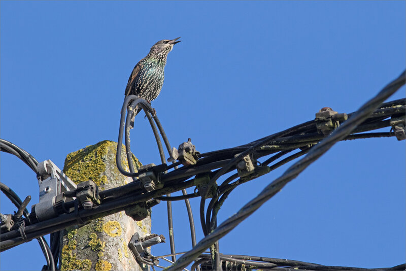 ville oiseau etourneau émission 2 180917