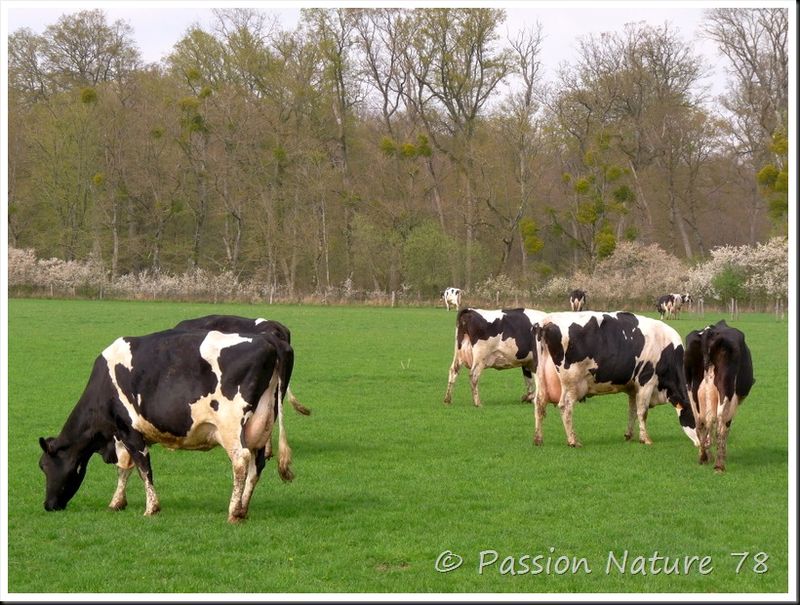 La vache Prim'Holstein (21)
