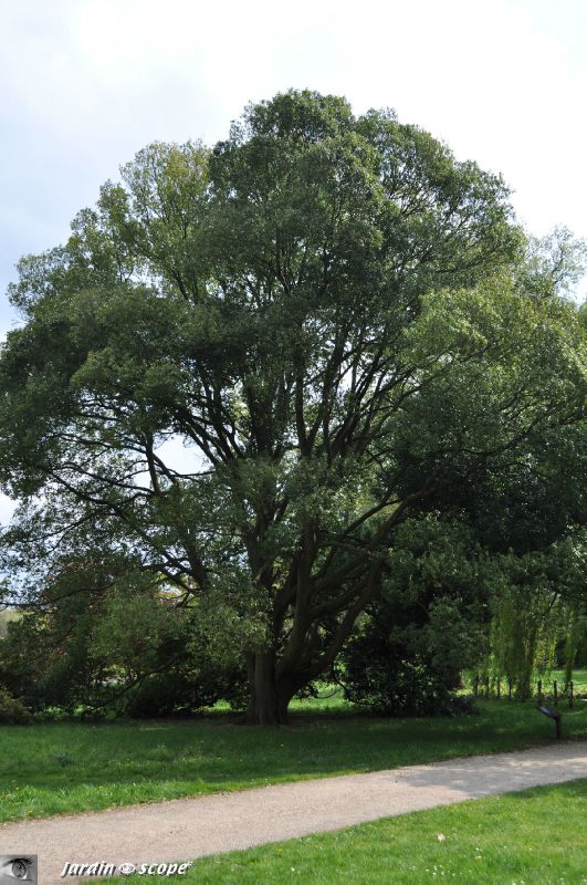 Chêne à feuilles de Myrsine - Quercus myrsinifolia - Fagaceae