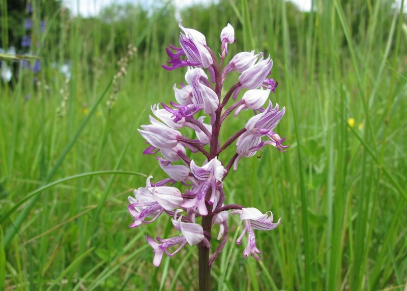 Orchis militaire 2