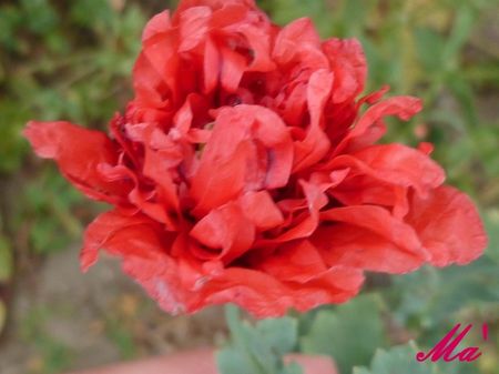 pavot_100713
