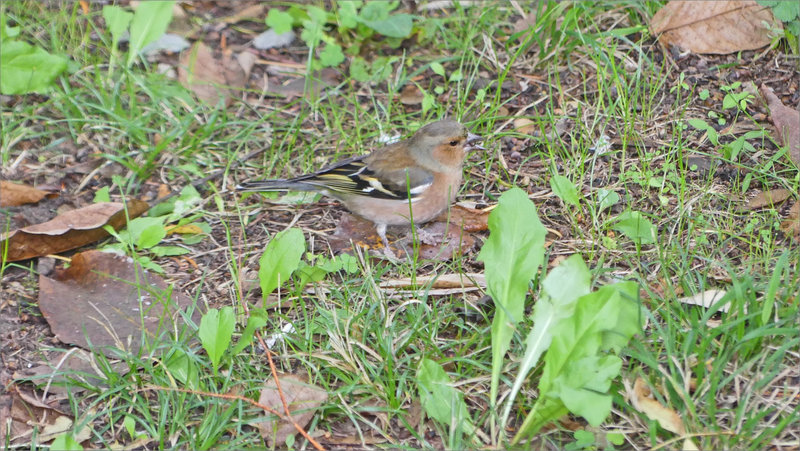 Oiseau pinson graine sol 101122 5