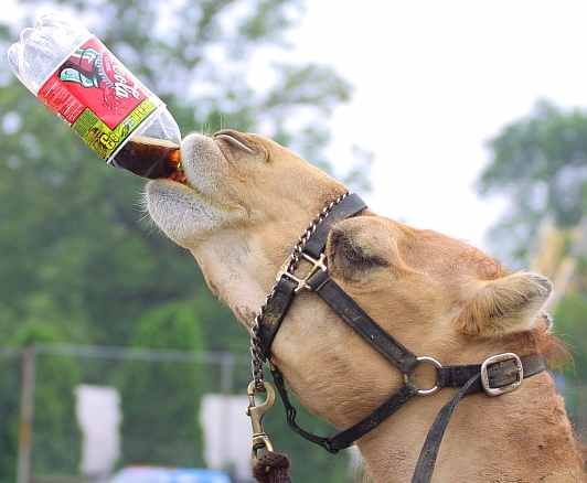 coca_cola_camel_drinking_from_bottle