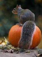 L'écureuil qui aimait les noix comme des ballons taille 7