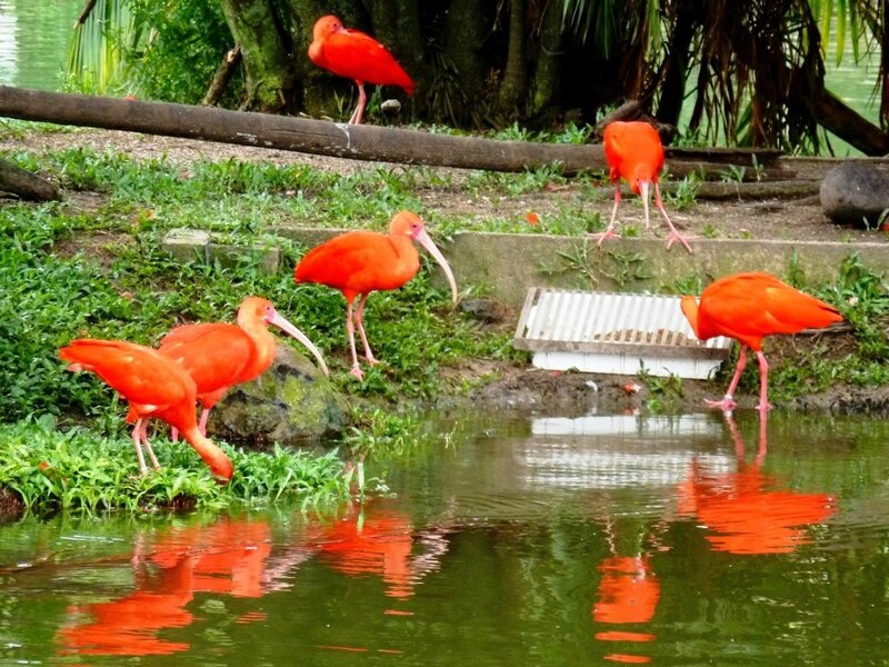 1015 Brésil-Marajo-Ibis rouges