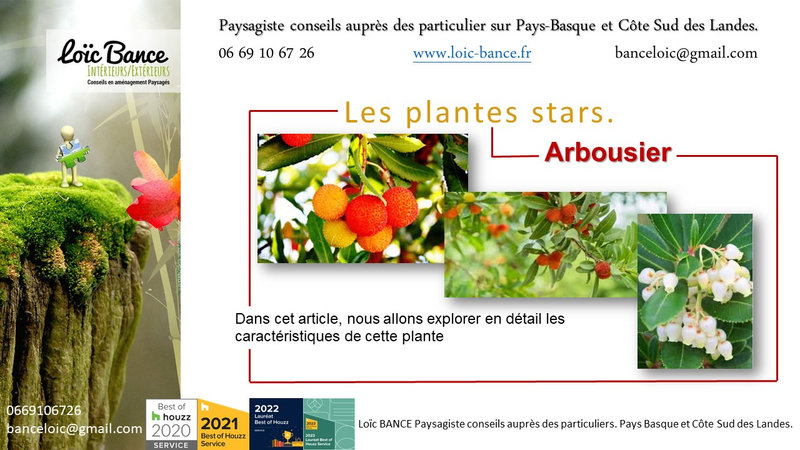 Paysagiste-Pays-Basque-Paysagiste-Landes-Arbousier