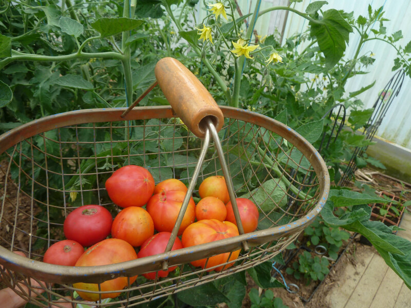 31-tomates (5)