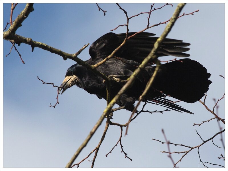 ville corbeau freux branche dessous 260214 2