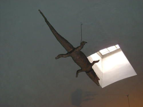 ND-Crocodile