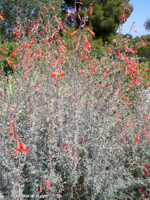 Epilobium canum 'Sierra Salmon'