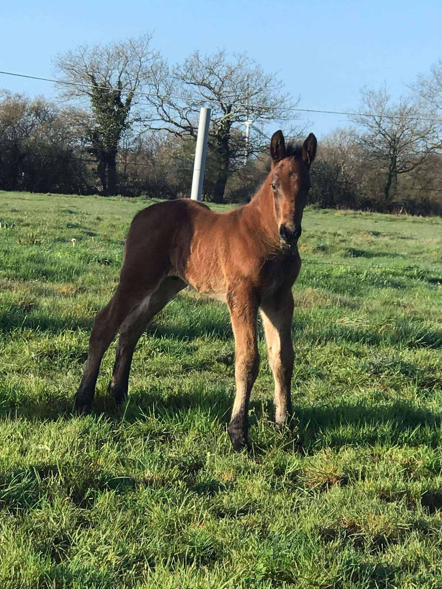 POULAINS MALES 2022 COB NORMAND ELEVAGE DES ROCHES POULAINS MALES 2022 COB NORMAND ELEVAGE DES ROCHES