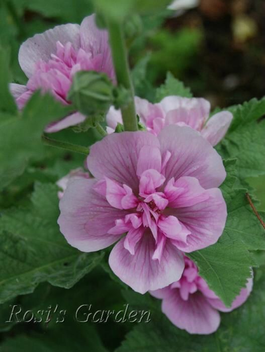 Malva 'Park Rondell'