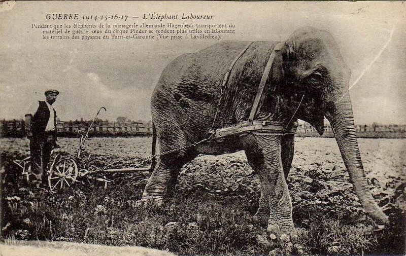 elephant-labour-14