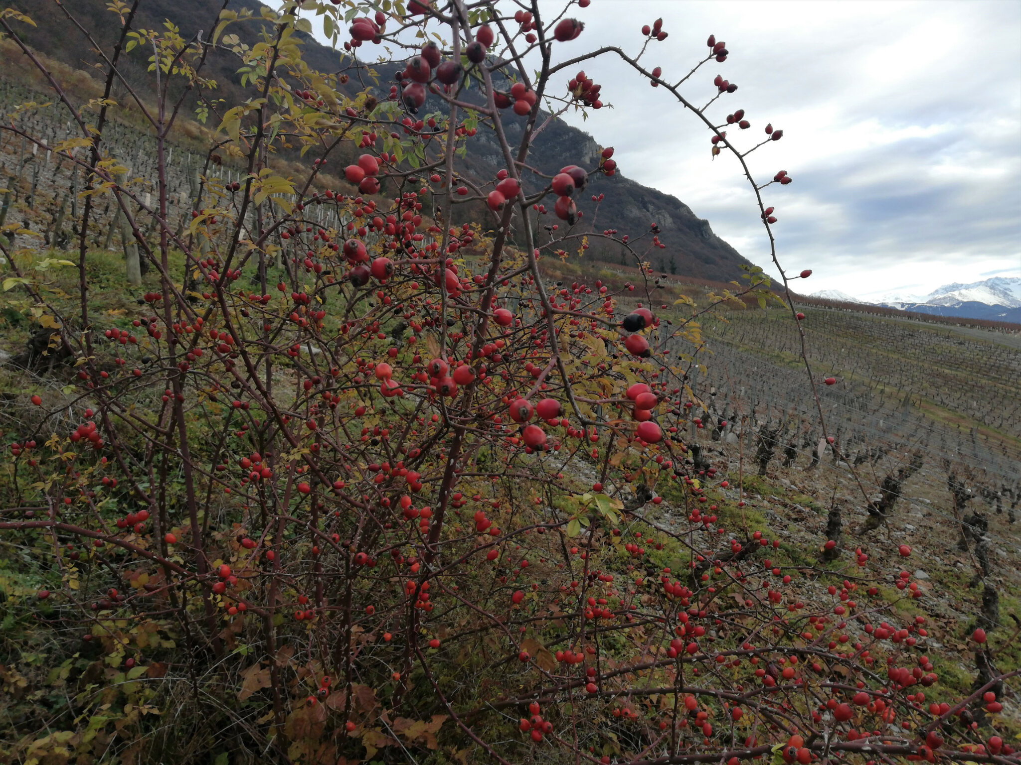 Vignes Chignin 2020 12 17 (21)