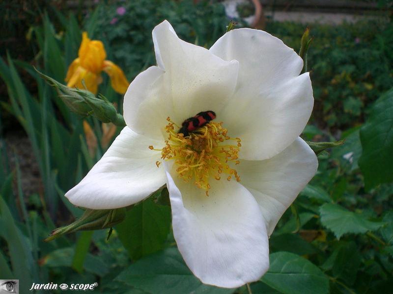Rosier 'Sally Holmes'