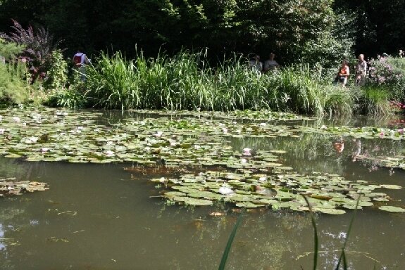 36-Jardin d'eau de Monet