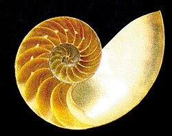 nautilus