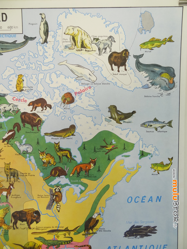 CARTE-Amérique-Nord-végétation-faune-3-muluBrok-Vintage