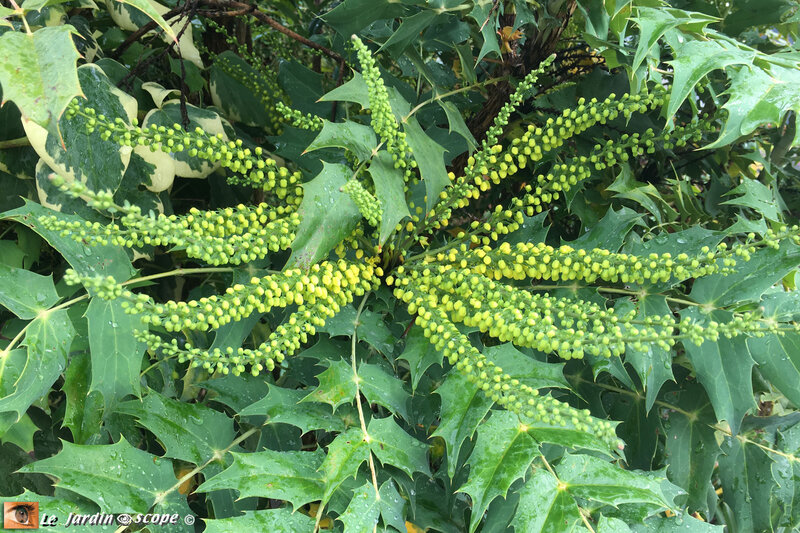 Mahonia