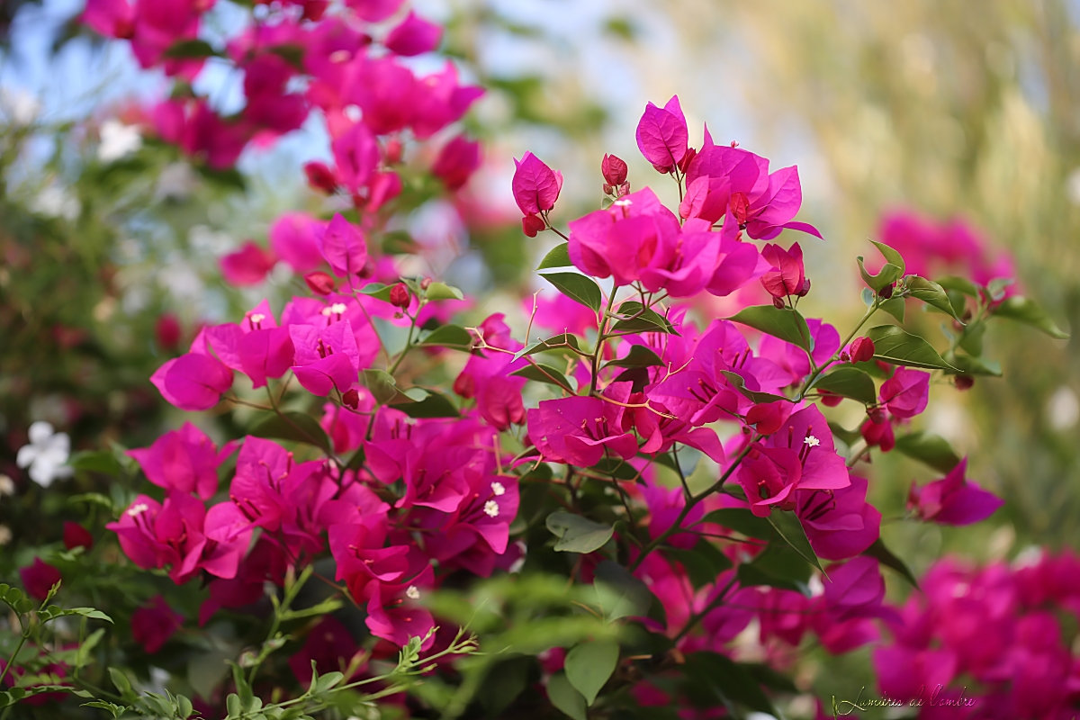 wb_Bougainvilliers_20171001_7211