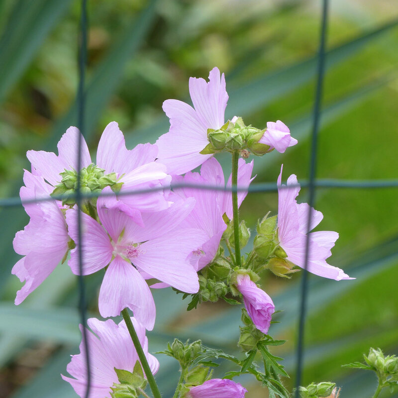 aa les fleurs du quartier7