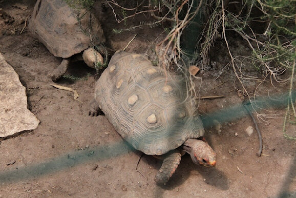 58-tortues de Madagascar