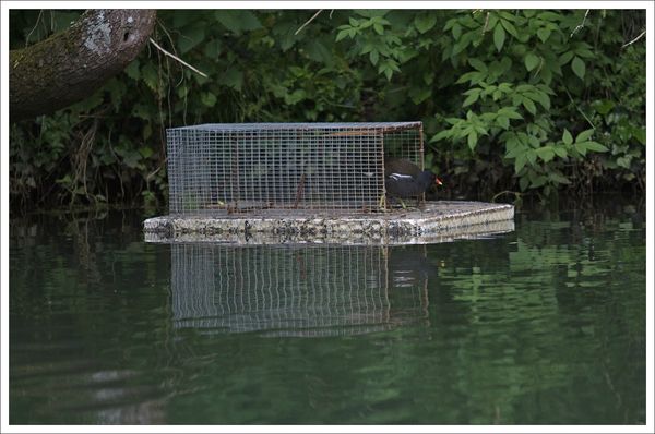 ville piege ragondin poule eau sort 290513