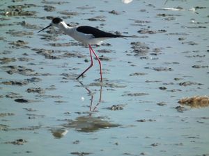 Arles Camargue 2013 (13)