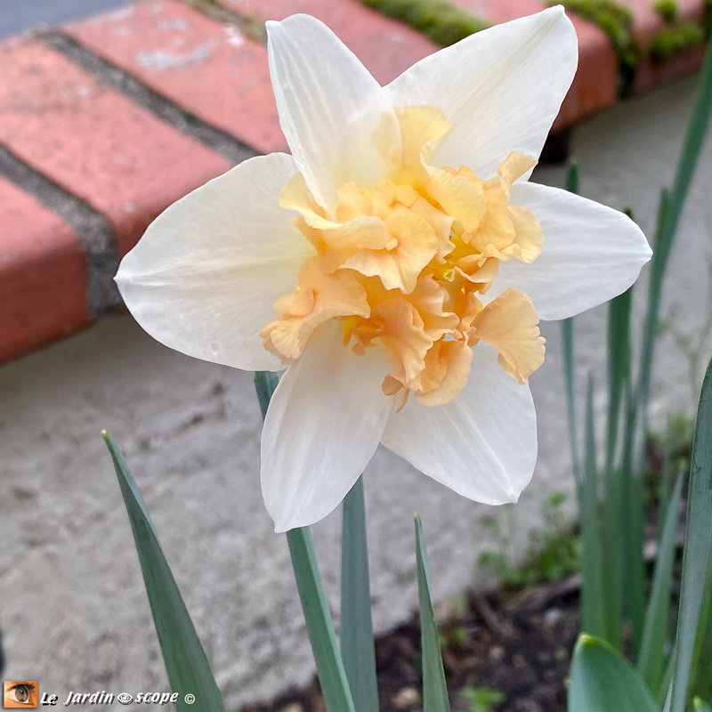 Narcisses-Palmarès