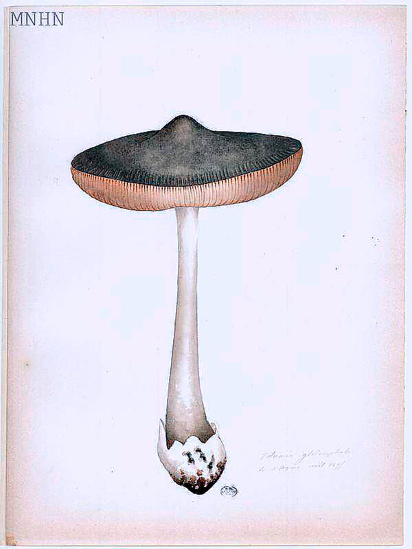221 Volvaria gloïocephala, avril 1895, La D’Hugues