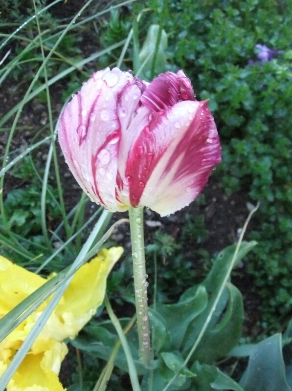 Tulipe rose rayée-2014 04 le 07 21h a-1